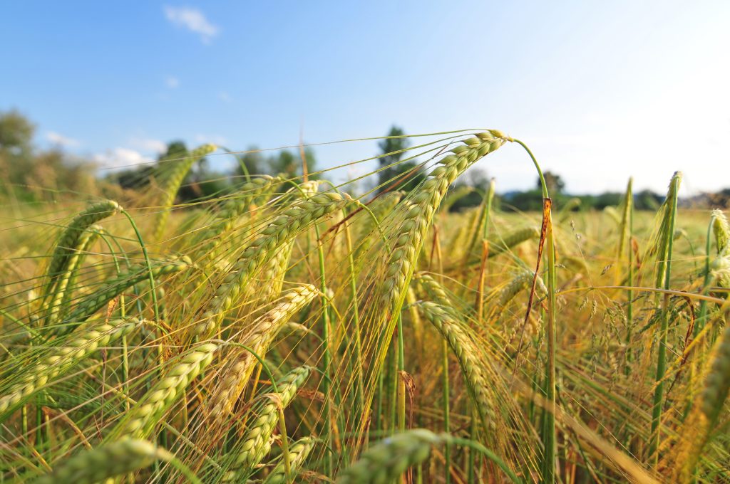 Barley stalks swaying in a field under bright sunlight.