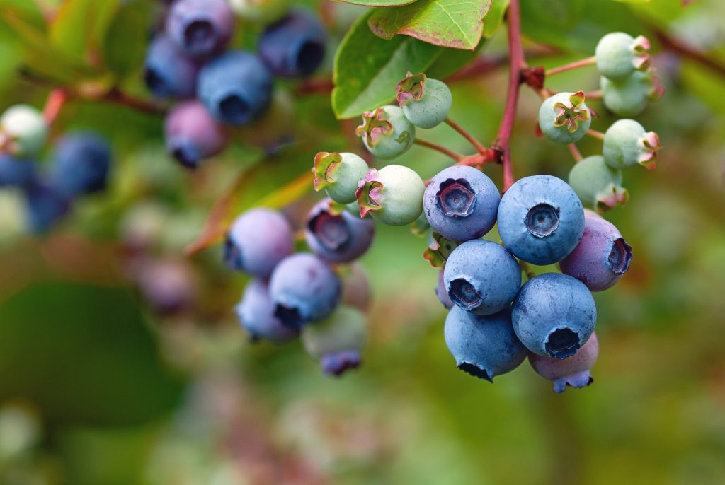 Close up of a huckleberry bush with dark purple huckleberries clustered on a leafy branch in a forest setting.