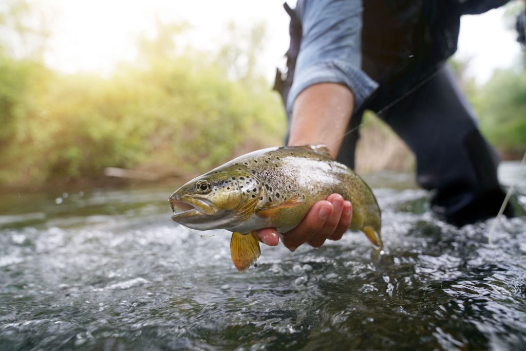 A fisherman holding a trout above a shallow river.