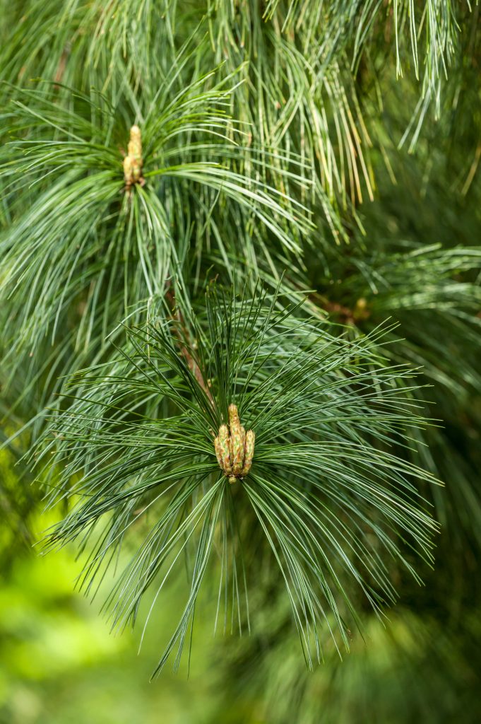 Close view of dark green western white pine needles on a branch.